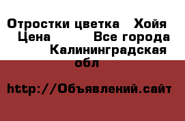 Отростки цветка  “Хойя“ › Цена ­ 300 - Все города  »    . Калининградская обл.